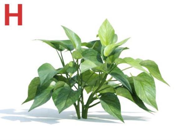مدل سه بعدی گیاه - دانلود مدل سه بعدی گیاه - آبجکت سه بعدی گیاه - دانلود آبجکت سه بعدی گیاه - دانلود مدل سه بعدی fbx - دانلود مدل سه بعدی obj -Plant 3d model free download  - Plant 3d Object - Plant OBJ 3d models - Plant FBX 3d Models - بوته - Bush